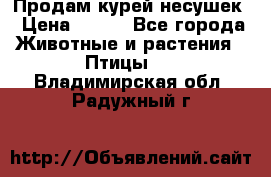 Продам курей несушек › Цена ­ 350 - Все города Животные и растения » Птицы   . Владимирская обл.,Радужный г.